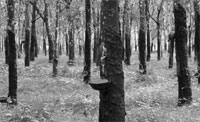 Latex from rubber trees